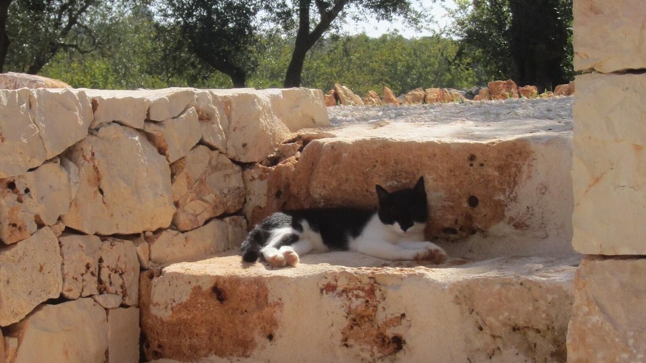 Photo of Others in Ostuni