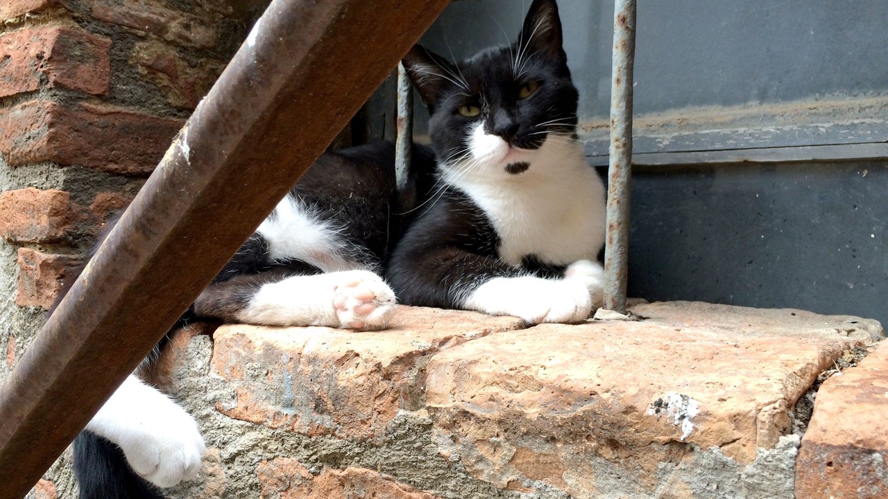 Photo of Others in Ficulle
