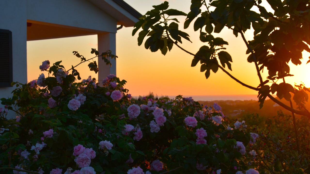Photo of Outdoor in Alani