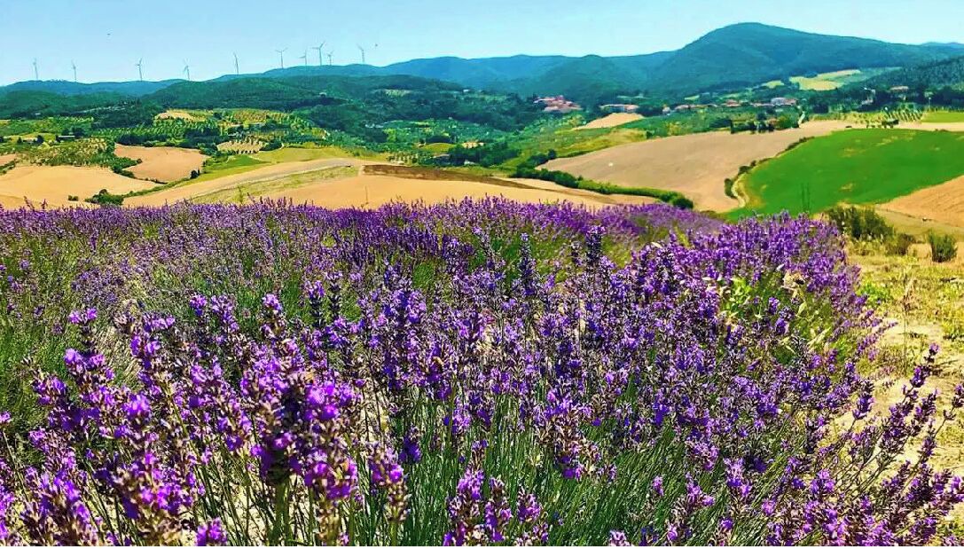 Photo of Outdoor in Orciano Pisano