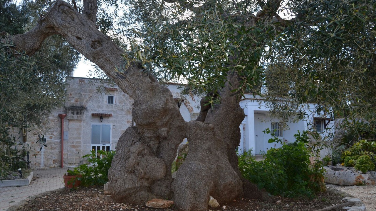 Photo of Outdoor in Ostuni