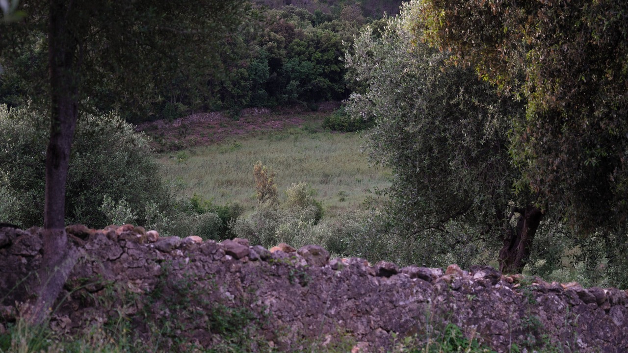 Photo of Others in Montorsaio