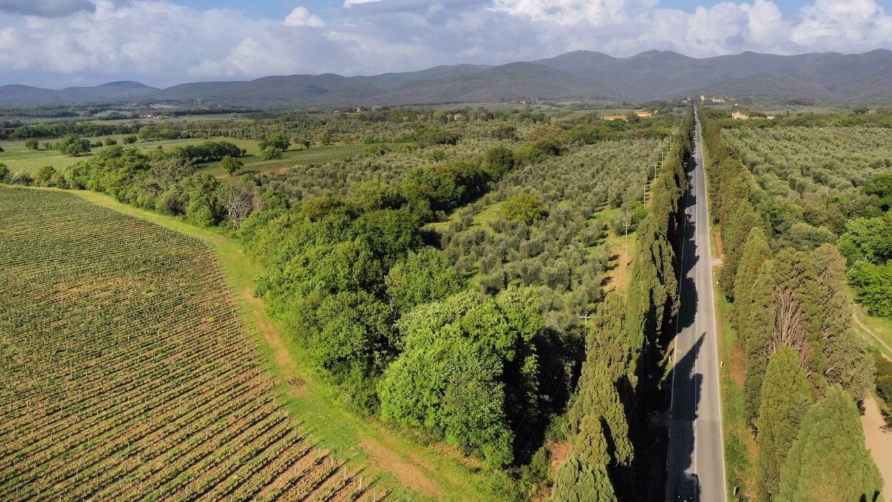 Photo of Others in Bolgheri I
