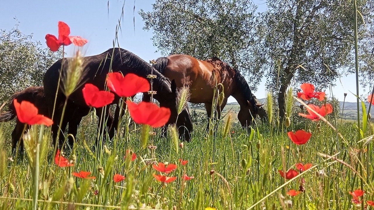 Photo of Others in Grosseto