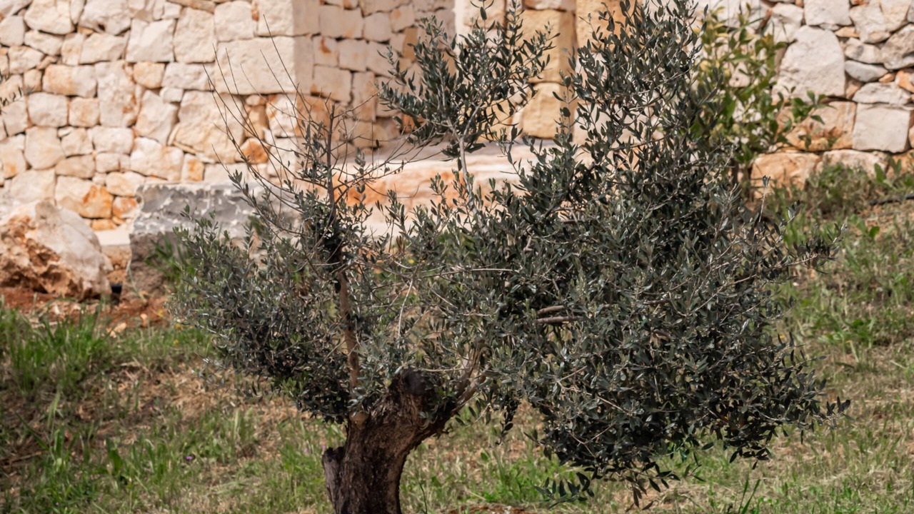 Photo of Outdoor in Cisternino