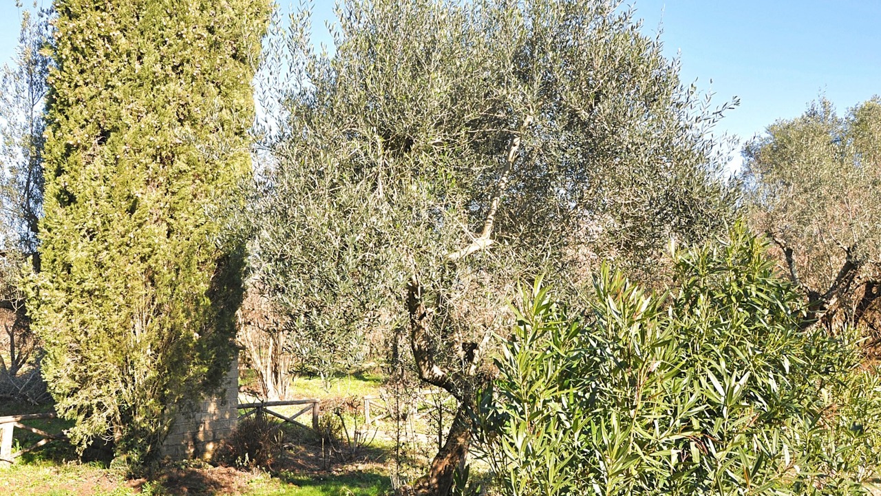Photo of Outdoor in Capranica