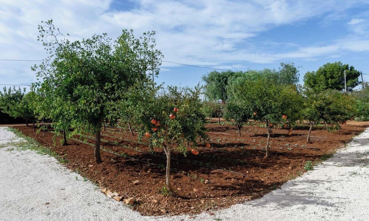 Photo of Others in Carovigno