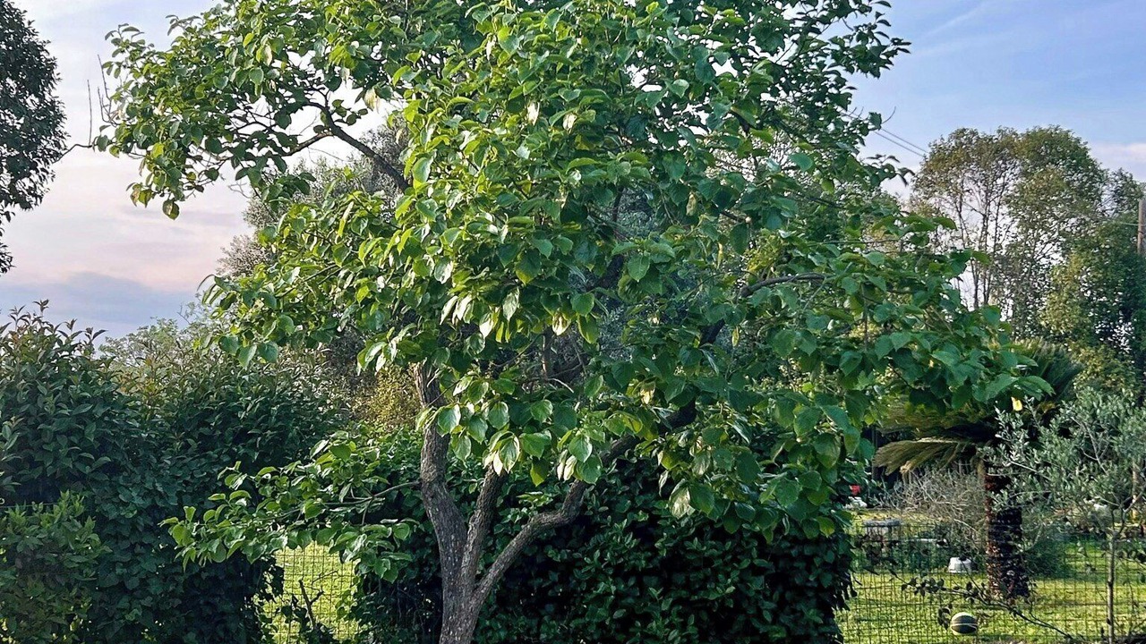 Photo of Outdoor in Appio Latino