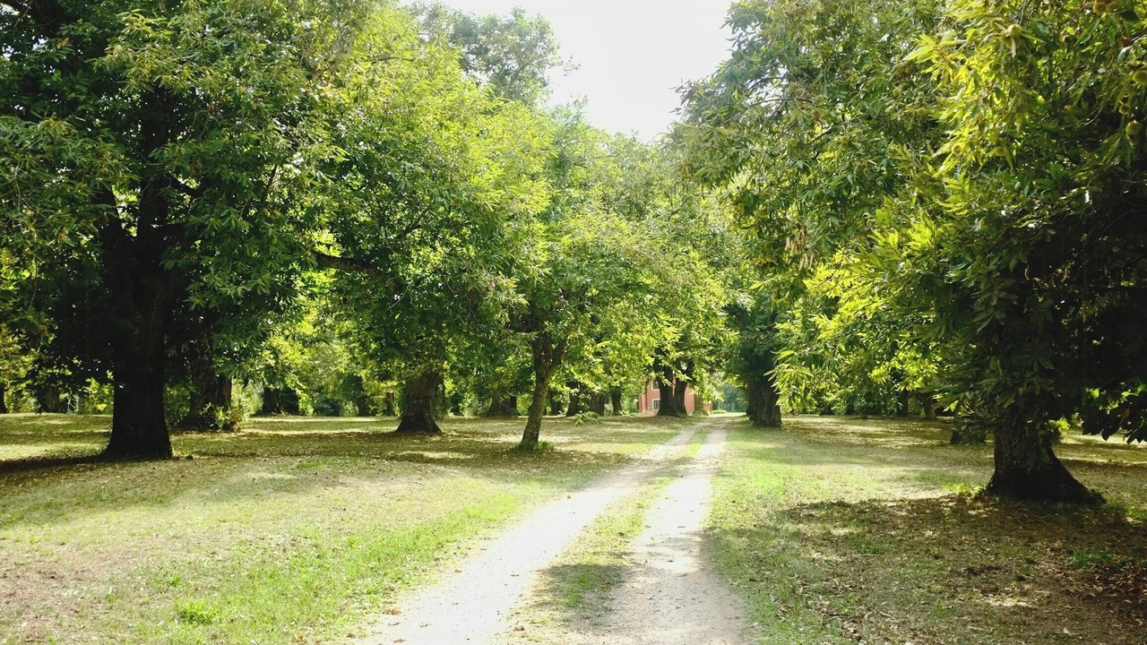 Photo of Others in Poggio