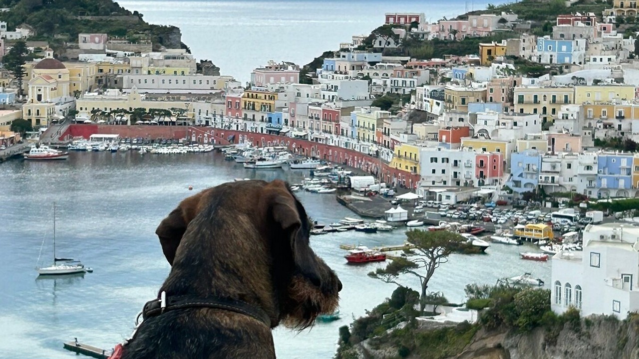 Photo of Others in Ponza