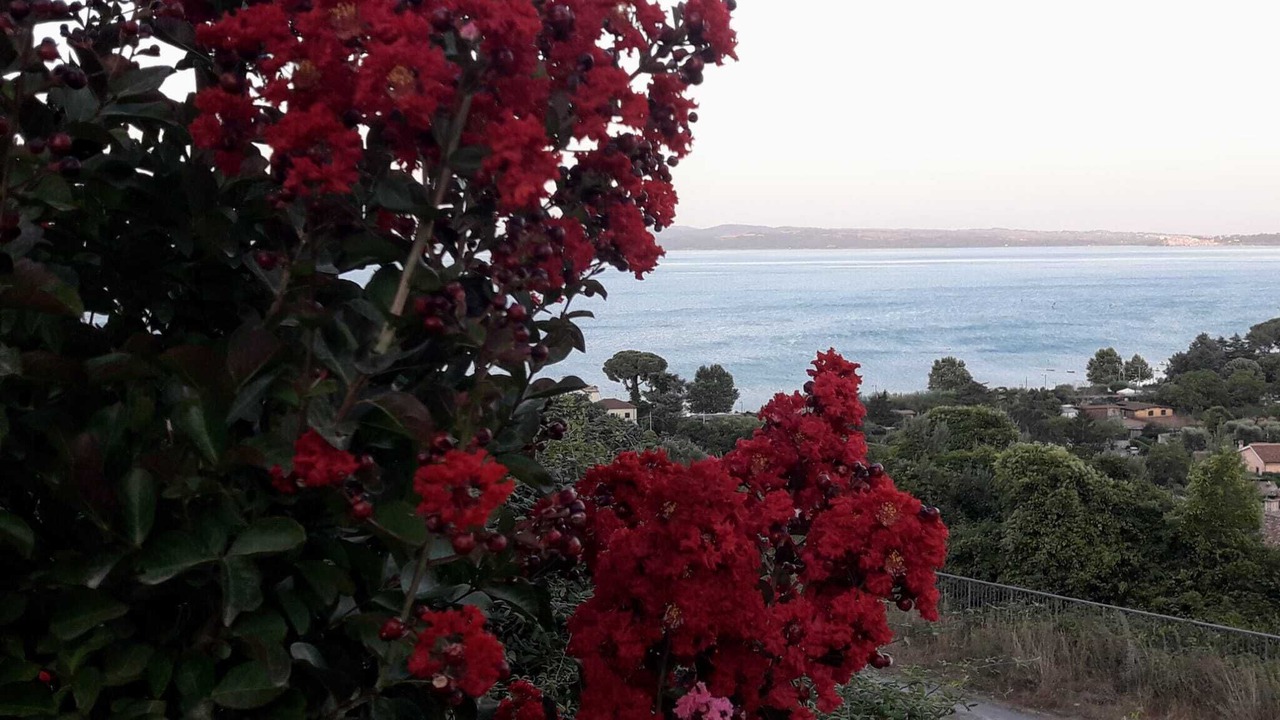 Photo of Outdoor in Lake Bracciano