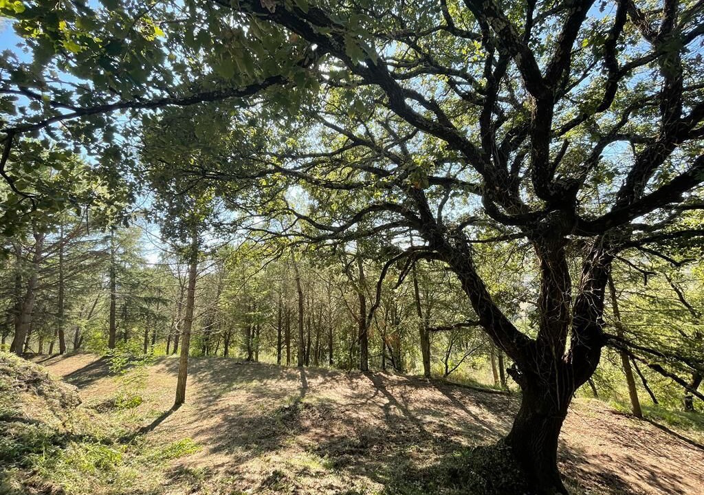 Photo of Outdoor in Ficulle
