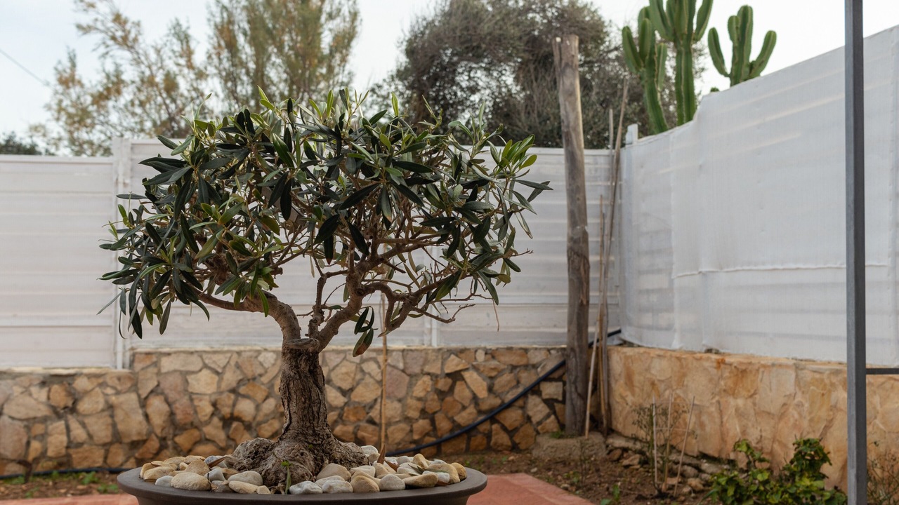 Photo of Outdoor in Mola di Bari