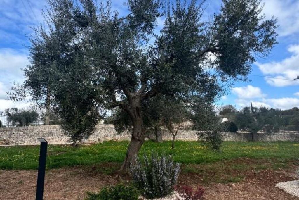 Photo of Others in Alberobello