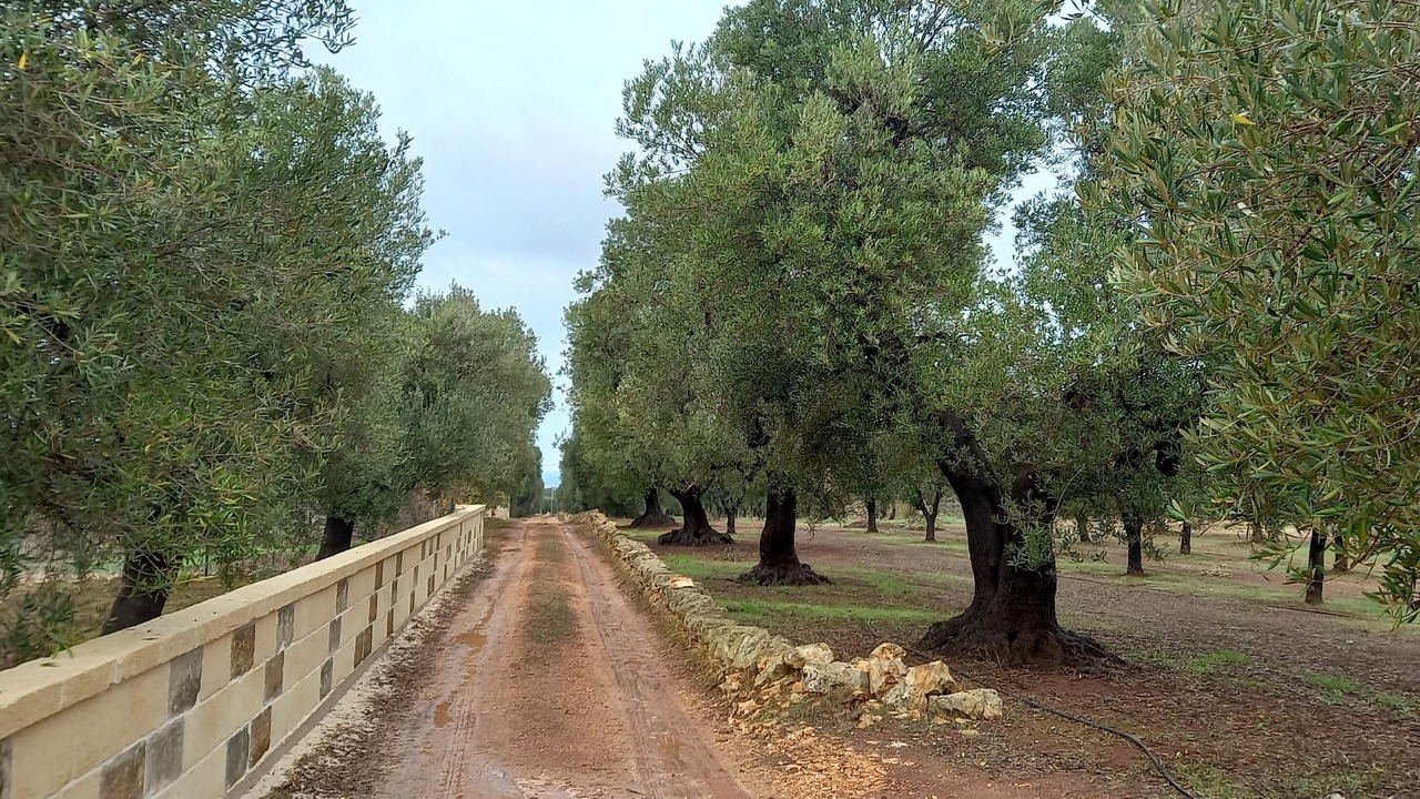Photo of Others in Ostuni