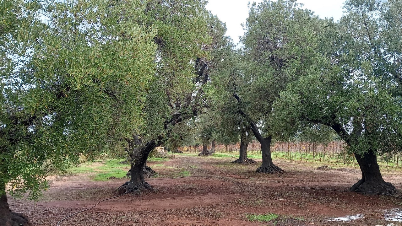 Photo of Others in Ostuni