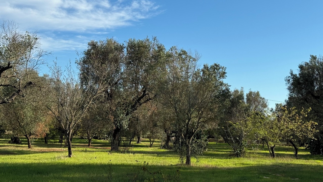 Photo of Others in Francavilla Fontana