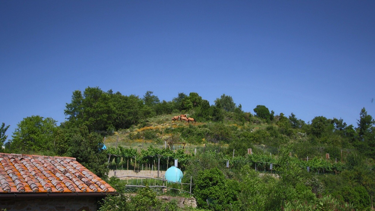 Photo of Others in Paciano