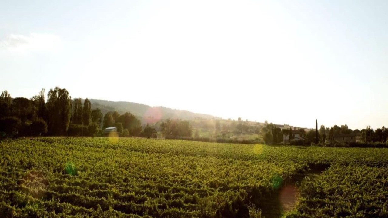 Photo of Others in Cannara