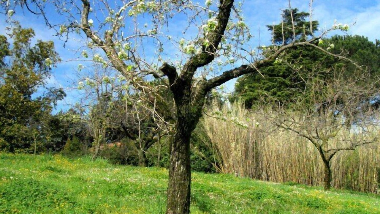 Photo of Outdoor in Grottaferrata