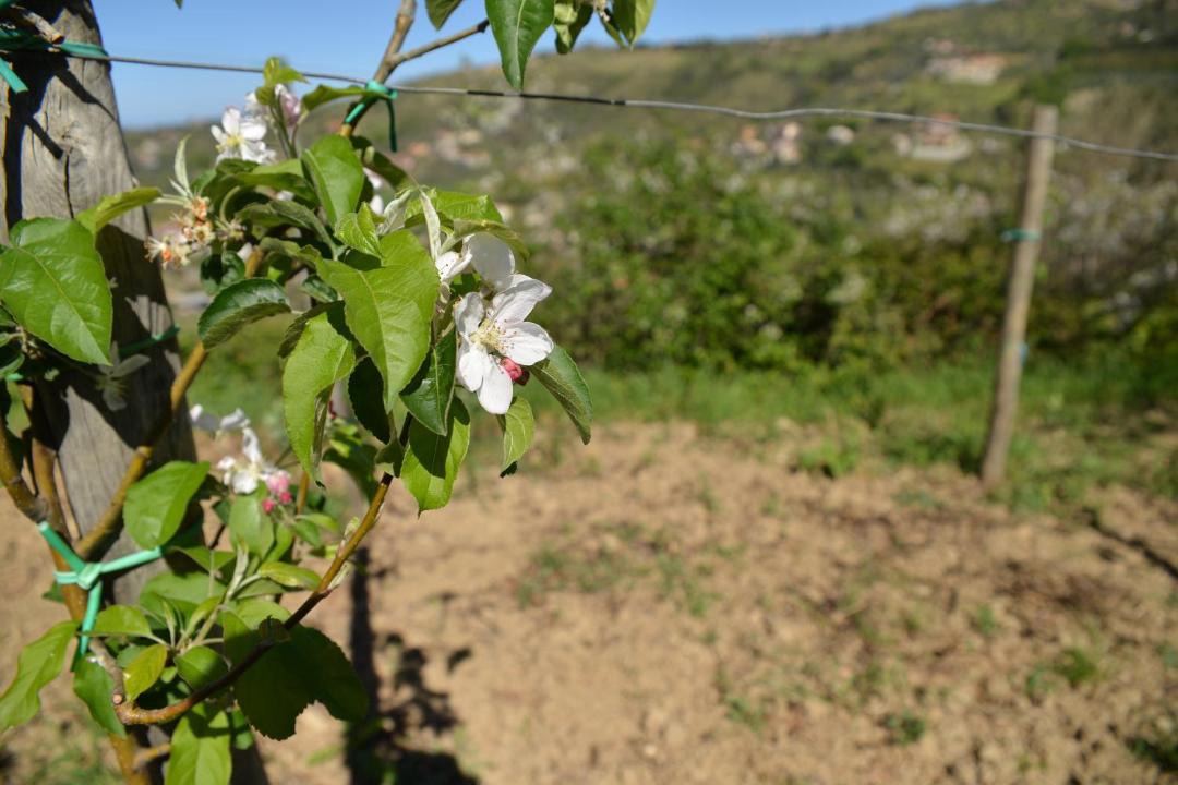 Photo of Others in Frascinelle