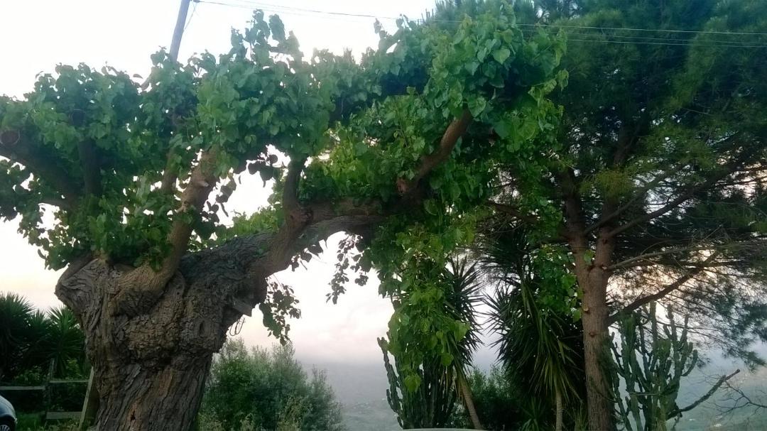 Photo of Others in Capaccio Scalo