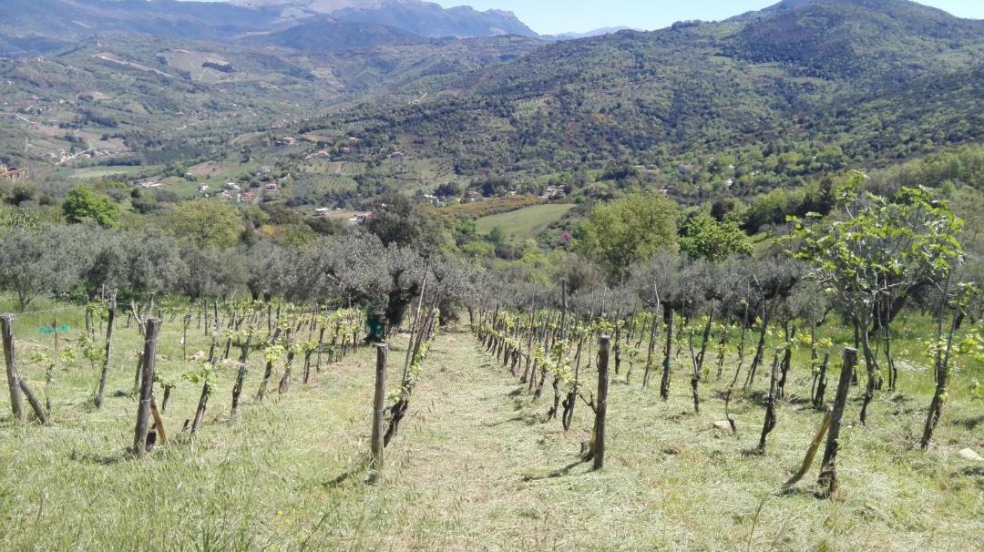 Photo of Others in Capaccio Scalo