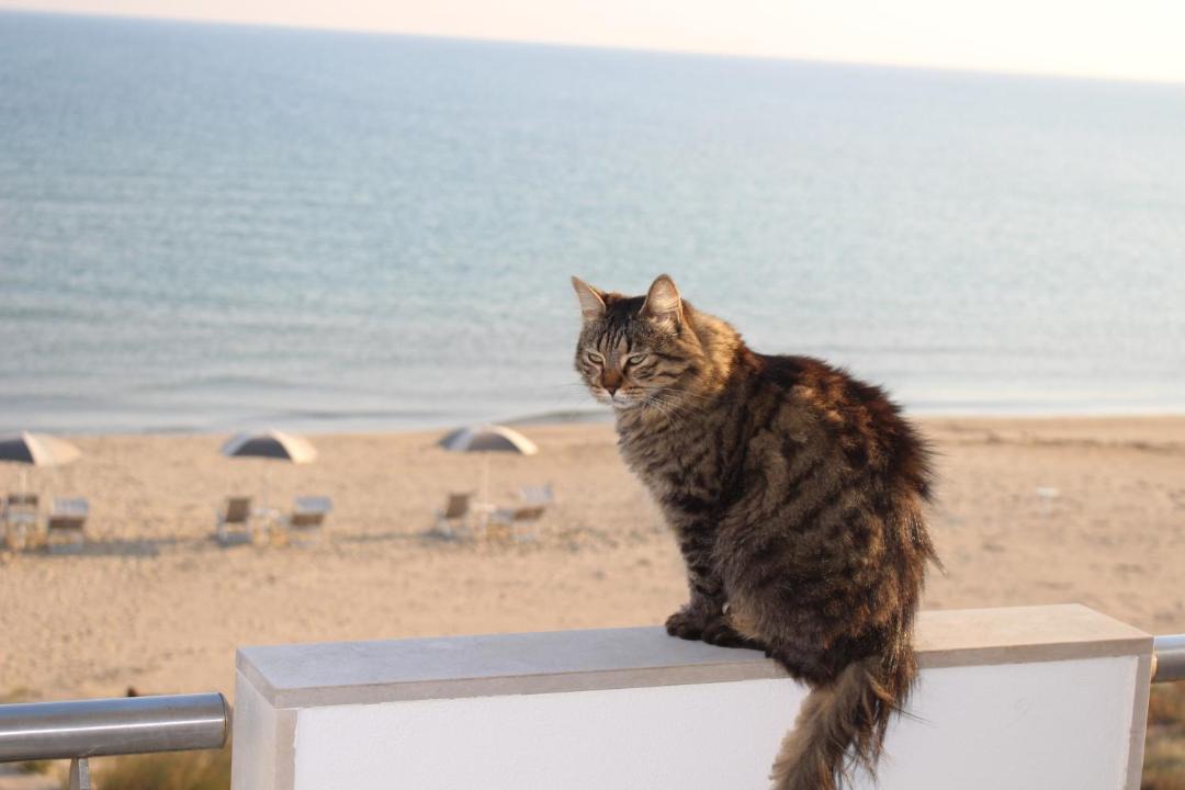 Photo of Others in Termoli