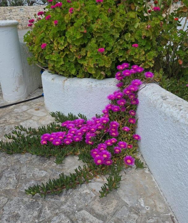 Photo of Others in Ostuni