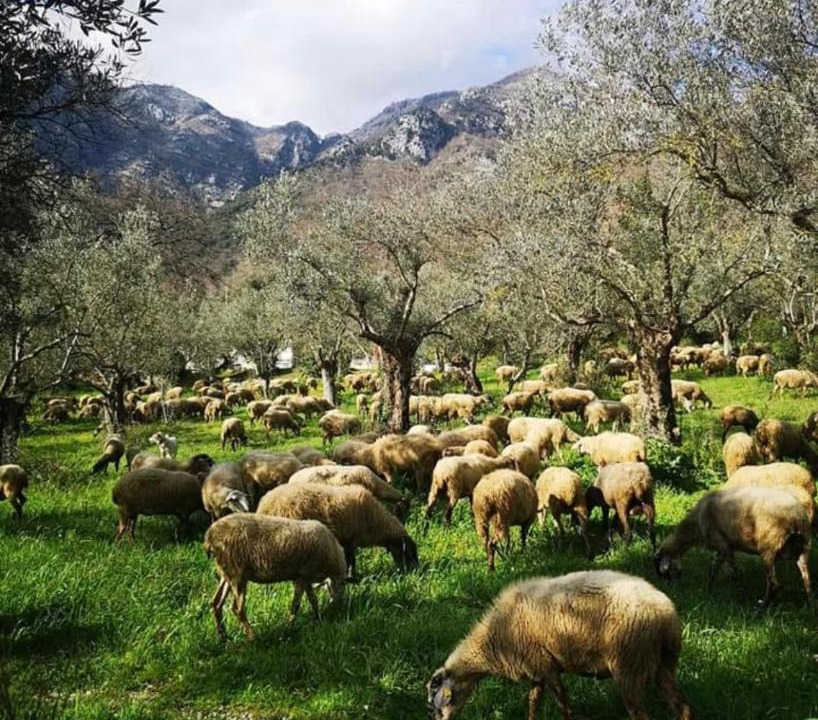 Photo of Others in Faicchio