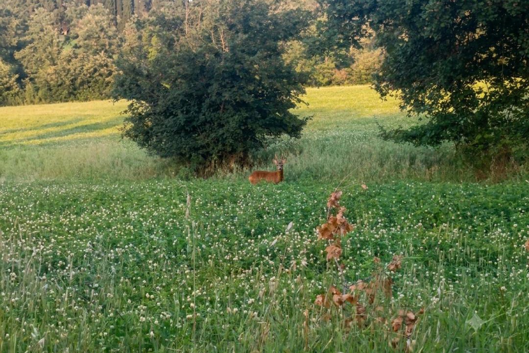 Photo of Others in Po' Bandino