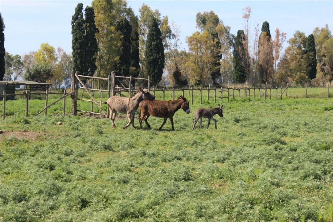 Photo of Others in Tarquinia