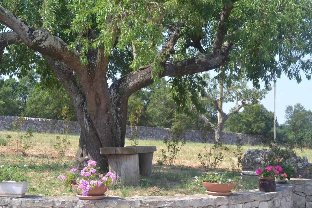 Photo of Others in Martina Franca