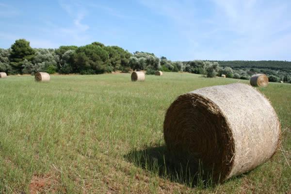 Photo of Others in Orbetello