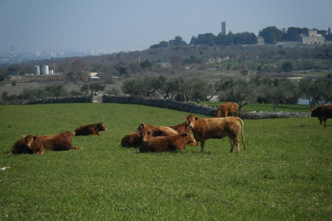 Photo of Others in Noci