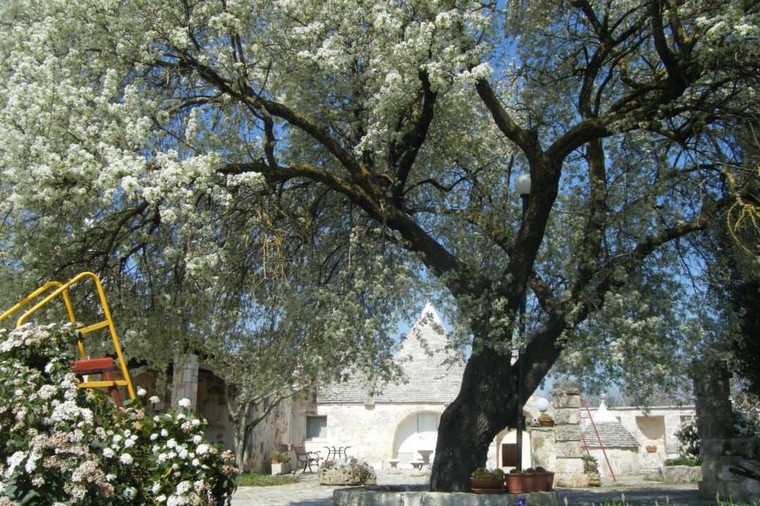 Photo of Others in Noci