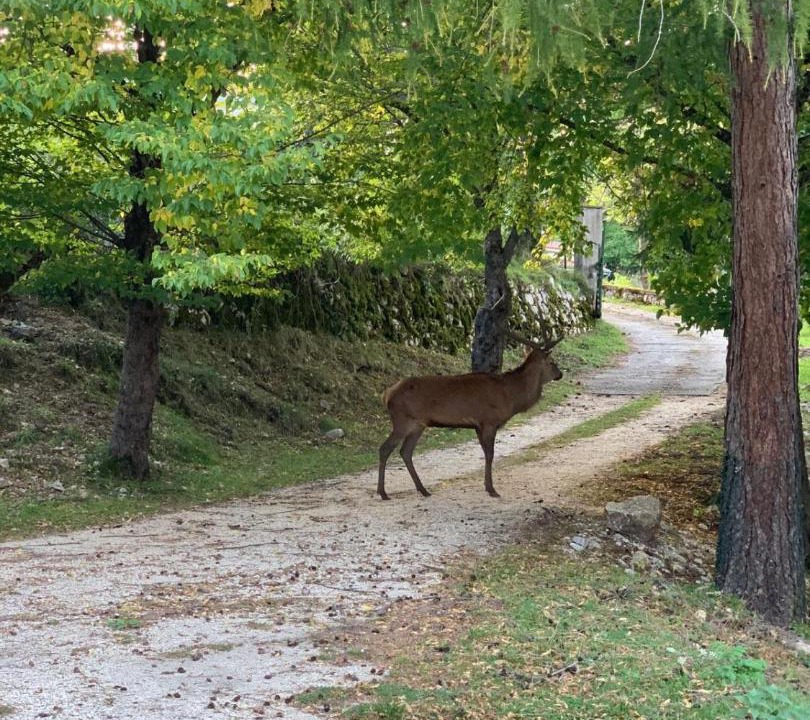 Photo of Others in Civitella Alfedena