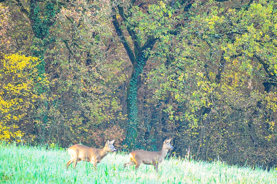 Photo of Others in Castiglione del Lago