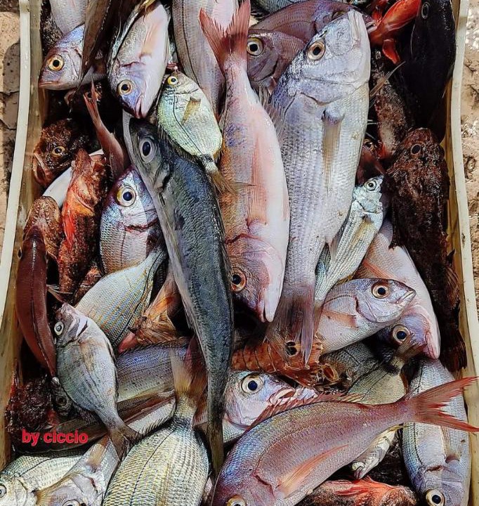 Photo of Others in Mola di Bari
