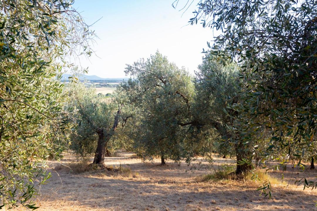 Photo of Others in Grosseto