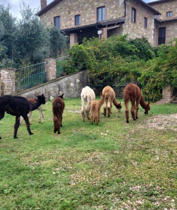 Photo of Others in San Venanzo