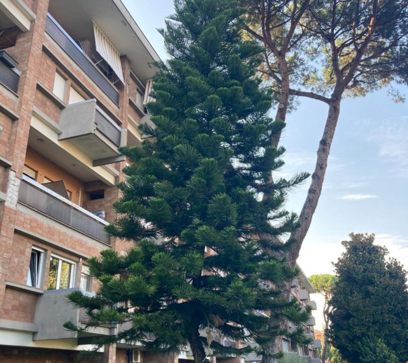 Photo of Others in Rione VII Regola