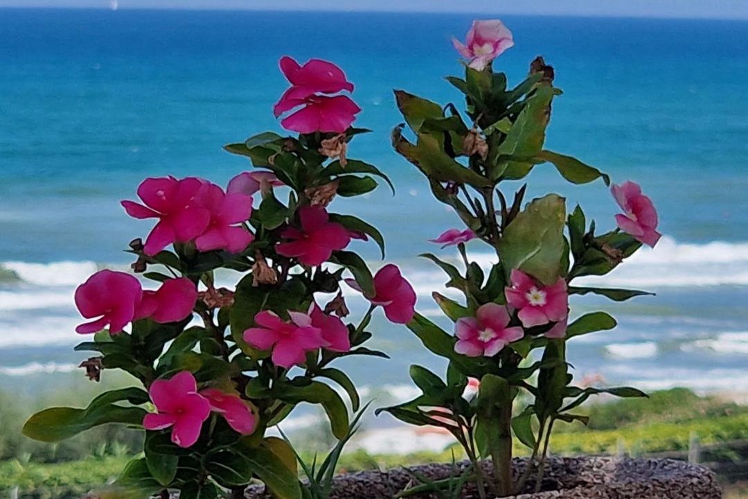Photo of Others in Lavinio Lido di Enea