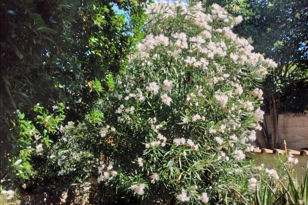 Photo of Outdoor in Borghesiana