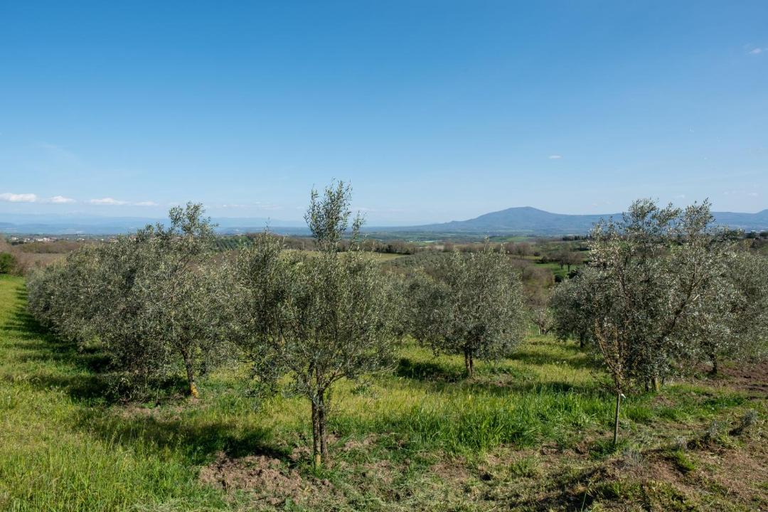 Photo of Others in Montefiascone