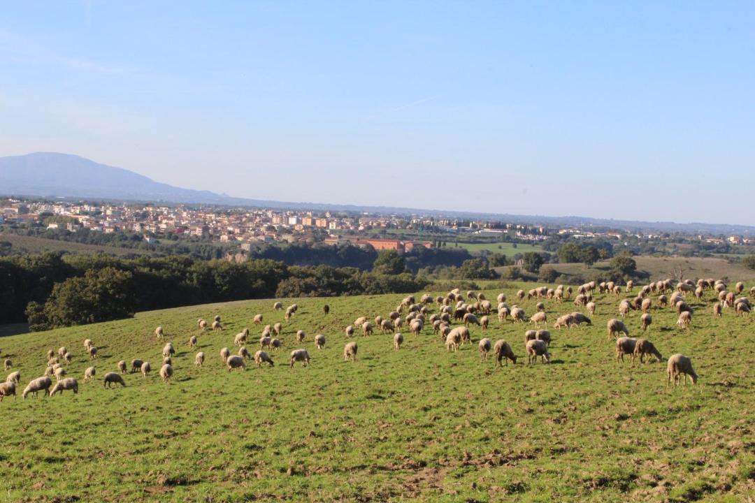 Photo of Others in Castel Sant'Elia