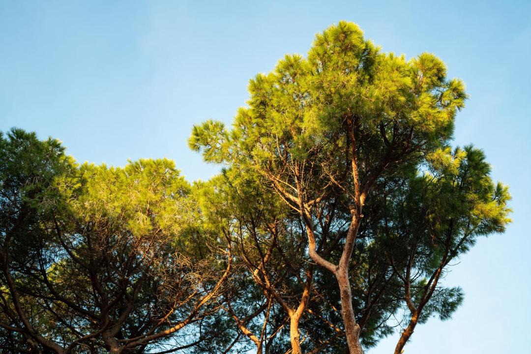 Photo of Others in Follonica