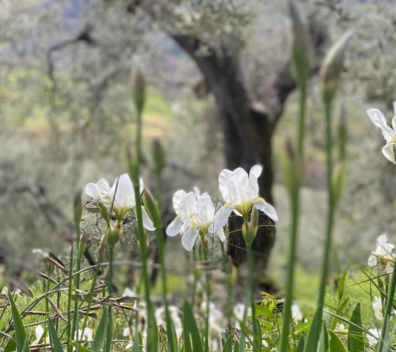 Photo of Others in Castelnuovo di Farfa