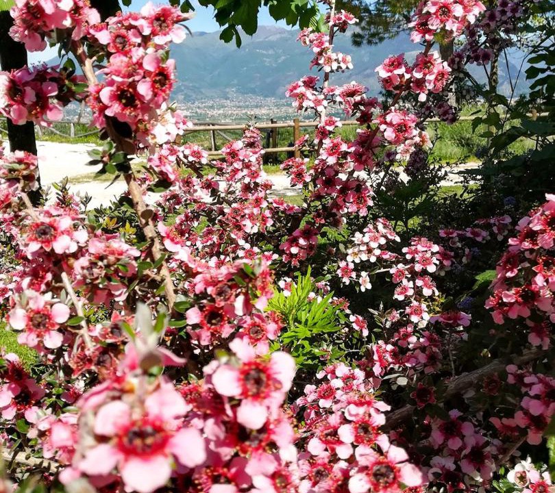 Photo of Others in Arpino