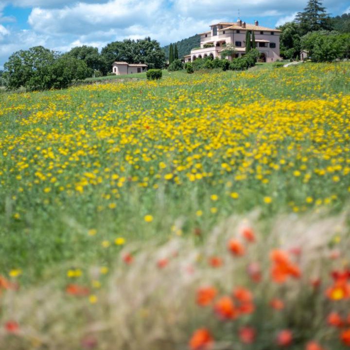 Photo of Others in Bolsena